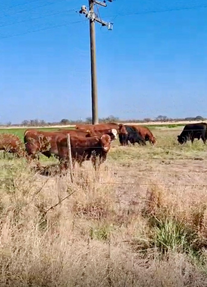 Campo Ganadero - Agricola - San Jeronimo del Sauce / Santa Fe