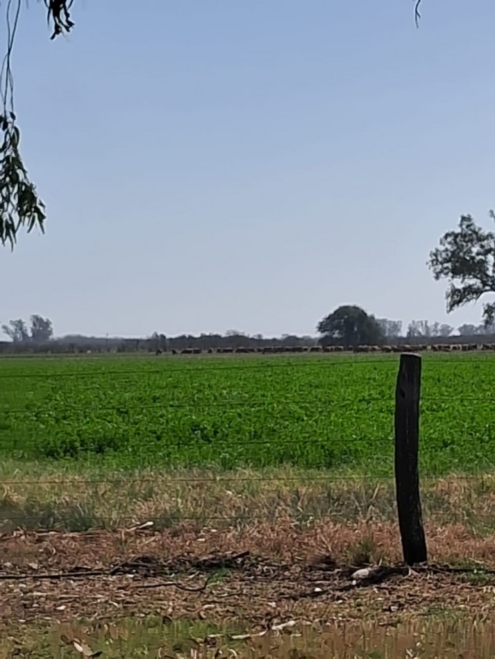 Campo Ganadero - Agricola - San Jeronimo del Sauce / Santa Fe