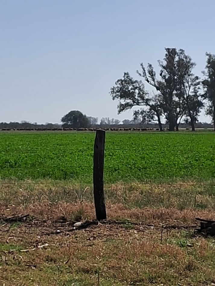 Campo Ganadero - Agricola - San Jeronimo del Sauce / Santa Fe